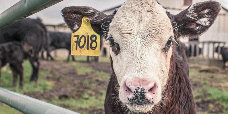 [Produtores] Comercialização da produção Rural